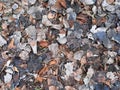 Fallen leaves lieing on ground. Old autumn leaves roting. Winter. Natural background. Environment. selective focus. Royalty Free Stock Photo