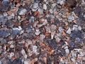 Fallen leaves lieing on ground. Old autumn leaves roting. Winter. Natural background. Environment. selective focus. Royalty Free Stock Photo