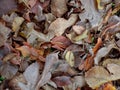 Fallen leaves lieing on ground. Old autumn leaves roting. Winter. Natural background. Environment. selective focus. Royalty Free Stock Photo