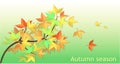 fallen leaves Mable vector Royalty Free Stock Photo
