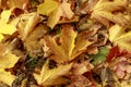 Fallen leaves of maple on the ground in autumnal park. Macro photo of yellow foliage on autumn sunny day. Beautiful fall scene. Royalty Free Stock Photo