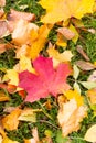 Fallen leaves maple red orange on green grass lawn autumn design background base Royalty Free Stock Photo