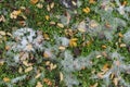 Fallen leaves and melting snow covering greenery Royalty Free Stock Photo