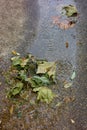 Fallen leaves in the murmuring of a stream