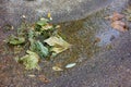 Fallen leaves in the murmuring of a stream