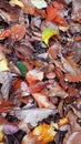 Fallen leaves. Mushrooms under the leaves. Early autumn Royalty Free Stock Photo