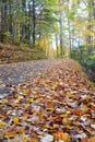 Vertical - Yellow and Orange leaves line a country road in fall. Royalty Free Stock Photo