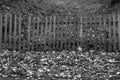 Fallen leaves and old wooden fence in black and white. Royalty Free Stock Photo