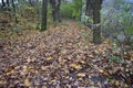 Fallen leaves in the park Royalty Free Stock Photo