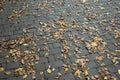 Fallen leaves on paved walkway Royalty Free Stock Photo