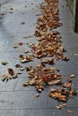 fallen leaves on the pavement