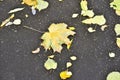 Fallen leaves on the pavement.