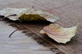 Fallen Leaves of Poplar Tree