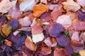 Fallen leaves and quite sad autumn natural carpet