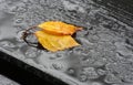 Fallen leaves in the rain