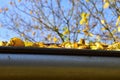Fallen leaves in the rain gutter to autumn. Royalty Free Stock Photo