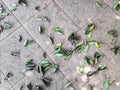 Fallen leaves scattered on tiled patio creating a natural pattern in sunlight Royalty Free Stock Photo