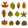 Fallen leaves set. Vector illustration of herbarium