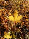 Fallen leaves in several colors decorates the forest landscape