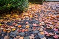 fallen leaves on a stone garden path