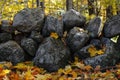 Fallen leaves on a stone wall in a New England wood Royalty Free Stock Photo