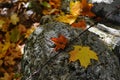 Fallen leaves on a stone wall in a New England wood Royalty Free Stock Photo