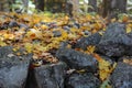 Fallen leaves on stones in a New England wood