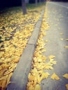Fallen leaves on the streets