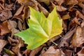 Single yellow-green plane tree leaf on dry leaves Royalty Free Stock Photo