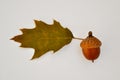 Oak leaf and acorn.