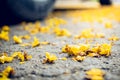 fallen leaves of tree on the road in autumn day