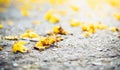 fallen leaves of tree on the road in autumn day