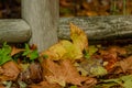 fallen leaves from the trees in fall Royalty Free Stock Photo