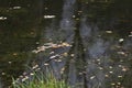 Fallen leaves from trees on dark autumn water Royalty Free Stock Photo