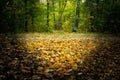 The fallen leaves of trees in the meadow in the autumn forest Royalty Free Stock Photo
