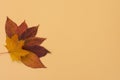 Fallen leaves of trees on yellow background Royalty Free Stock Photo