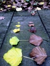 Yellow and brown fallen leaves on mossy ground