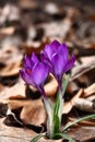 Two crocuses in approach.