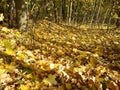 Fallen leaves underfoot in the autumn forest