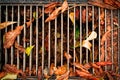 Fallen leaves urban scene extreme close-up detail. Autumn season concept full frame background. Fall seasonal macro photography. Royalty Free Stock Photo