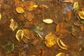 Fallen leaves in water as a background Royalty Free Stock Photo