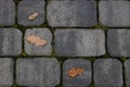 Fallen leaves with water drops on the sidewalk,top view. Blocks of the sidewalk pattern, details of the stone-lined path Royalty Free Stock Photo