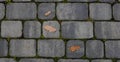 Fallen leaves with water drops on the sidewalk,top view. Blocks of the sidewalk pattern, details of the stone-lined path Royalty Free Stock Photo