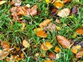 Fallen leaves in wet green grass on lawn in rain Royalty Free Stock Photo