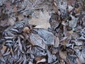 Fallen leaves with white frost, abstract natural background. Frozen foliage on the ground. First frost. Yellow fallen leaves Royalty Free Stock Photo