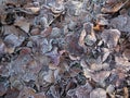 Fallen leaves with white frost, abstract natural background. Frozen foliage on the ground. First frost. Yellow fallen leaves Royalty Free Stock Photo