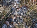 Fallen leaves with white frost, abstract natural background. Frozen foliage on the ground. First frost. Yellow fallen leaves Royalty Free Stock Photo