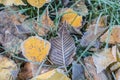 Fallen leaves with white frost, abstract natural background. Frozen foliage on the ground.  Yellow fallen leaf covered with ice Royalty Free Stock Photo