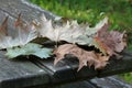 Fallen leaves on a wooden picnic table Royalty Free Stock Photo