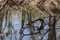 Fallen limb in spring stream Royalty Free Stock Photo